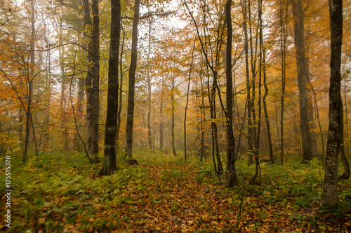 Scenic landscape of autumn forest