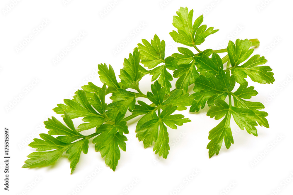 Fresh parsley isolated on white Fresh parsley isolated on white