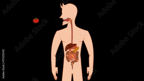 digestive system - anatomy