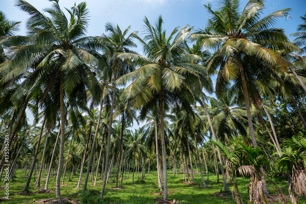 Coconut plantation in Asia