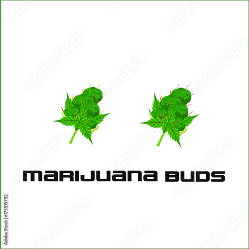 Marijuana Cannabis Buds Vector Illustration
