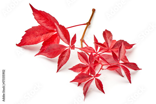 Fotografie Branch of red autumn grapes leaves