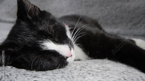Kitten sleeping on a couch