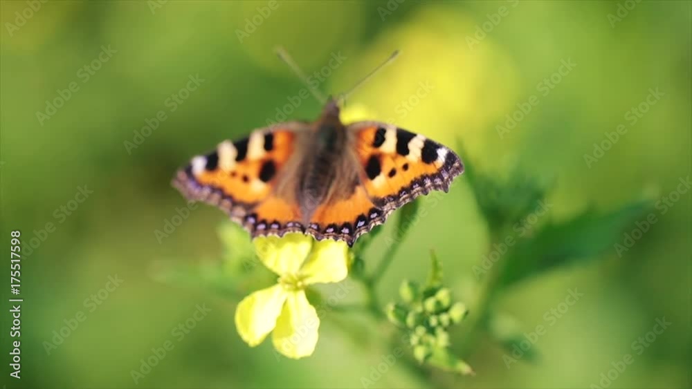 Butterfly closeup on a flower in slow motion Butterfly closeup on a flower in slow motion