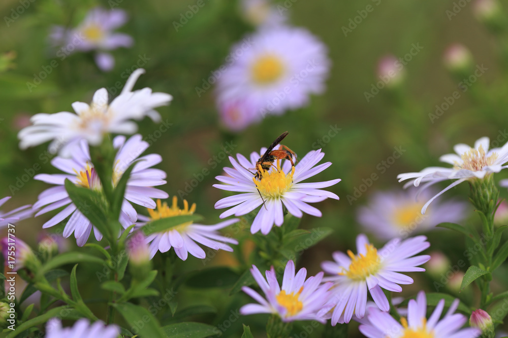 Two moth sitting on purple flowers.... Two moth sitting on purple flowers....
