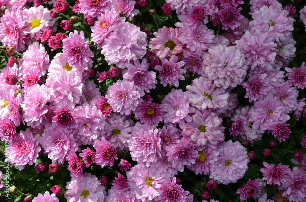 Hintergrund rosarote Chrysanthemen