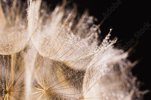 Abstract macro photo of a dandelion with water drops on a black background. Rain drops on a spider web.