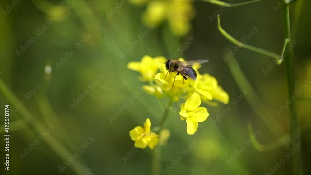 Bee collects nectar from mustard rapeseed flower slow motion. Bee collects nectar from mustard rapeseed flower slow motion.