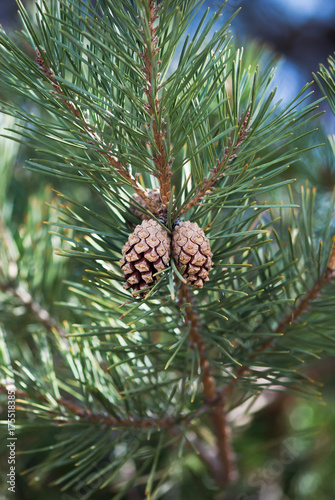 Dual Pine Cones