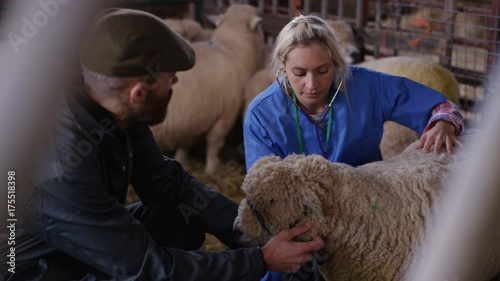  Vet talking to farmer & examining sheep in interior of farm building photo