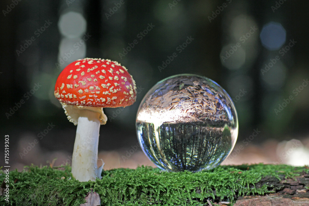 Kristallkugel im Wald mit Fliegenpilz, Schweiz Kristallkugel im Wald mit Fliegenpilz, Schweiz