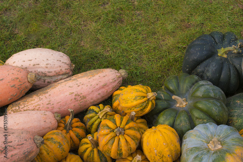 Pumpkins on the hill