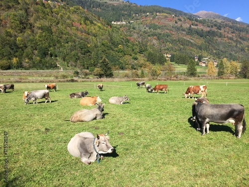 mucche manzo vitello pascolo stalla photo