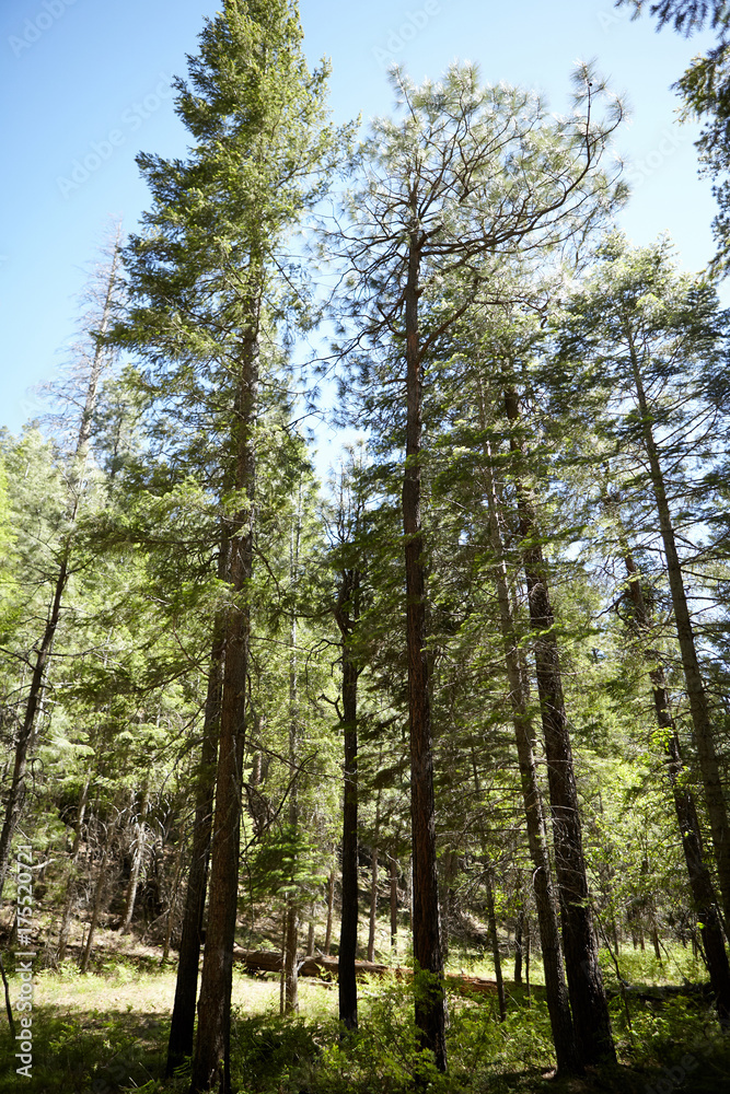Tall spindly pine trees in a coniferous forest