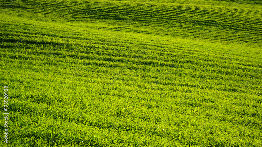 Pastoral green field with sun beams Pastoral green field with sun beams