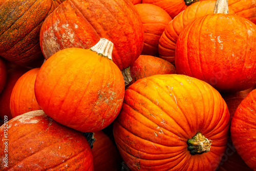 Pumpkins Closeup Many Group Multiple Background Texture Orange Halloween Autumn Fall Season Fresh
