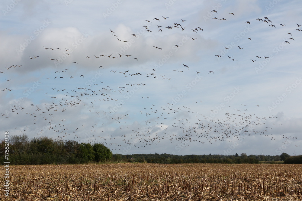 Vogelschwarm im Herbst über einem abgeerntetem Feld in Ostholland Stock