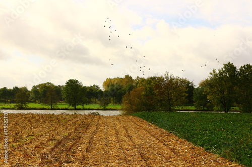 Abgeerntete Felder am Ufer des Flusses Maas in Ostholland photo