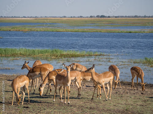 Group of impala antelopes feeding and grazing in front of Chobe River, Chobe National Park, Botswana, Africa