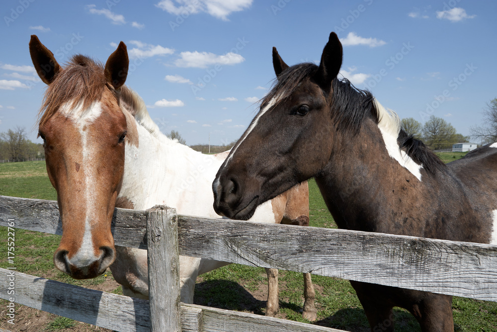 Naklejka premium Two curious friendly horses in a paddock