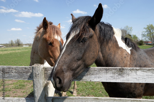 Two horses standing at farm fence