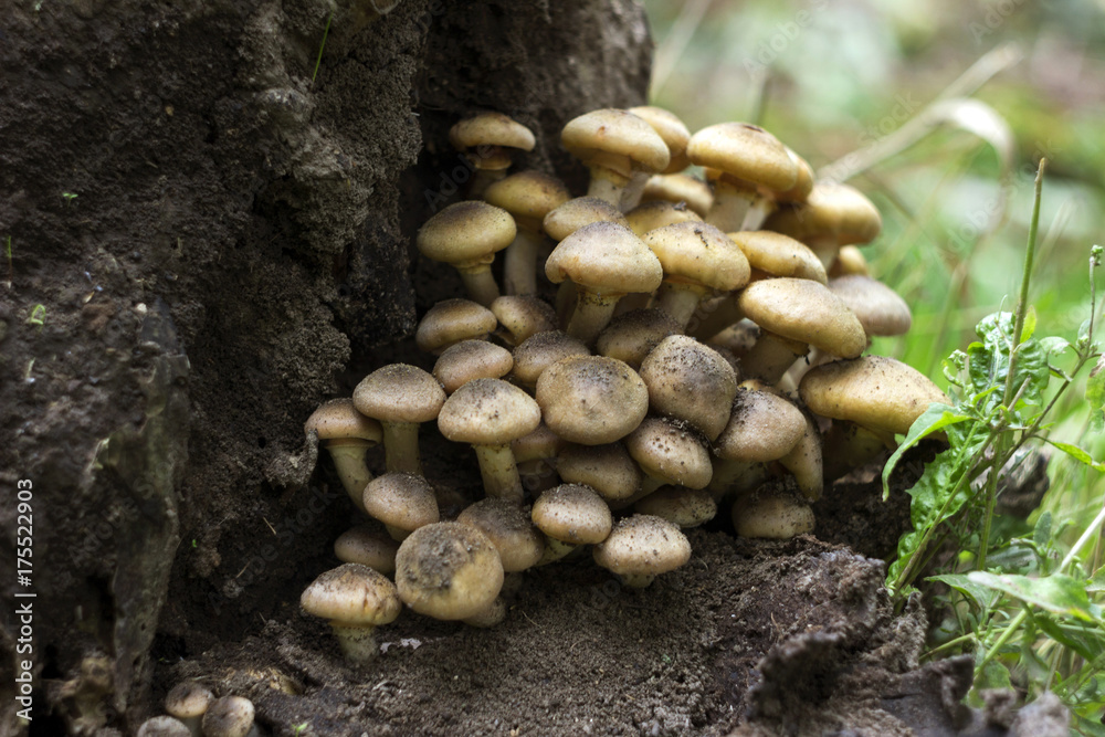 Honey fungus (or Armillaria) on stump, mushrooms in forest Honey fungus (or Armillaria) on stump, mushrooms in forest