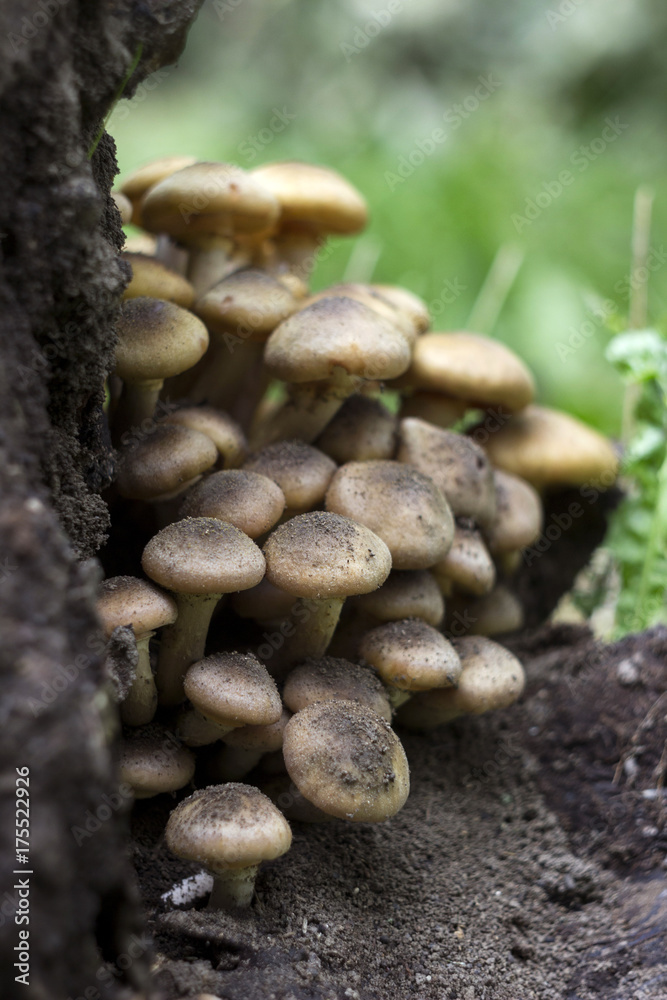 Honey fungus (or Armillaria) on stump, mushrooms in forest Honey fungus (or Armillaria) on stump, mushrooms in forest
