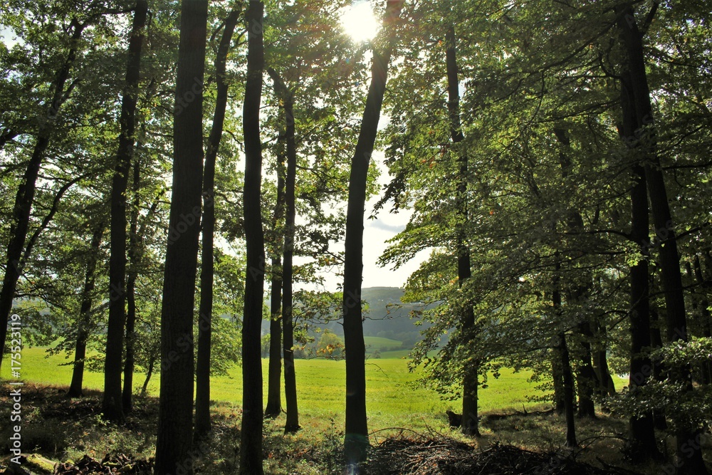Fototapeta premium Wald forest nature natur feld field bäume tree