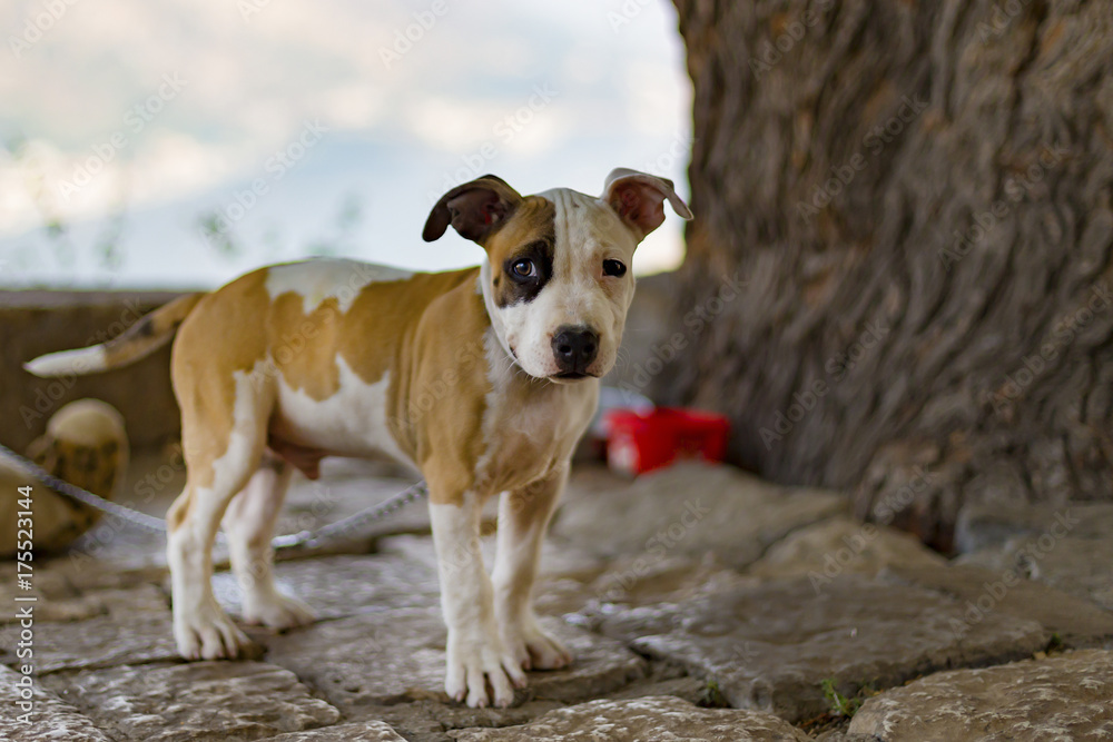 bull Terrier