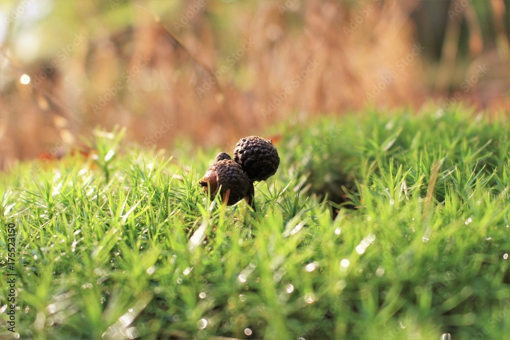 eichel samen wald moos forest seed weed eichel samen wald moos forest seed weed