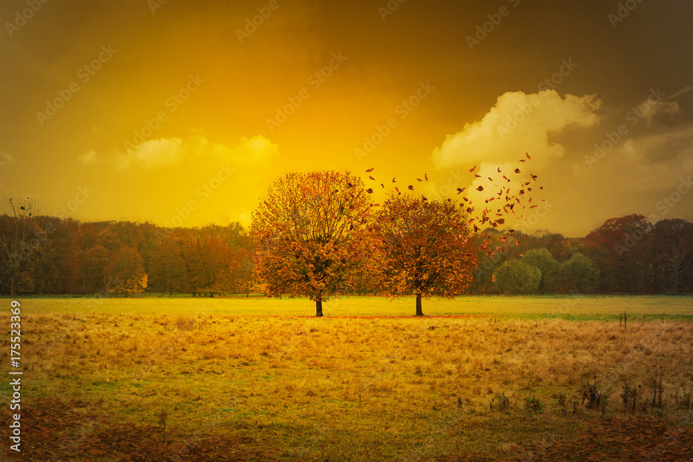 Romantische Herbstszene mit zwei Bäume auf einer Wiese