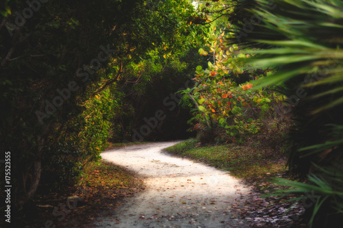 Walking trail through tropical plants at park in florida