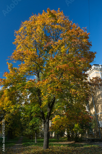 The beautiful tree with bright autumn leaves in the park