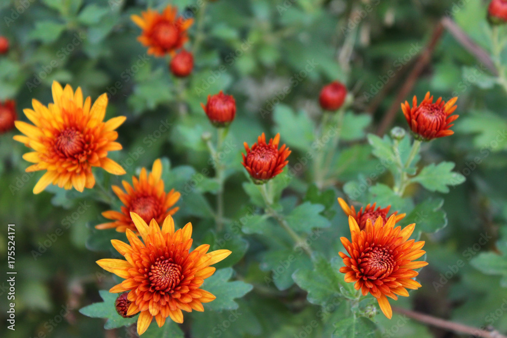 Orange mums - autumn flowers-bushes in the garden background. Many small flowers Orange mums - autumn flowers-bushes in the garden background. Many small flowers
