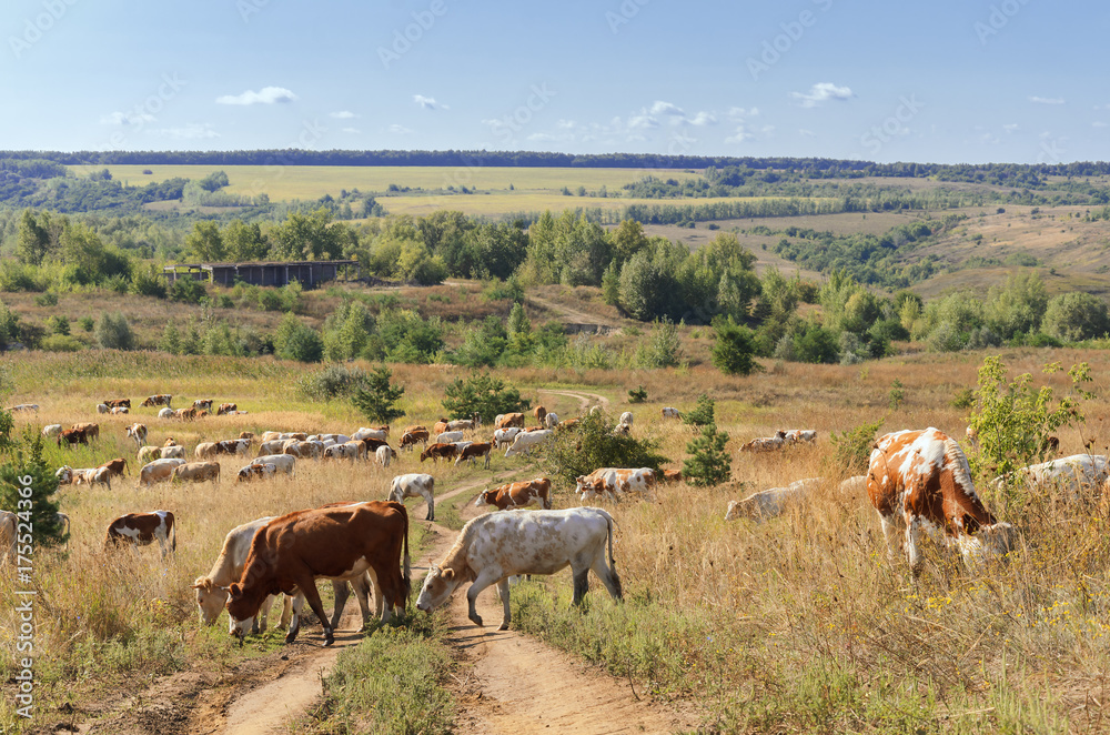 a herd of cows grazing in the pastures of the Voronezh region. Russia