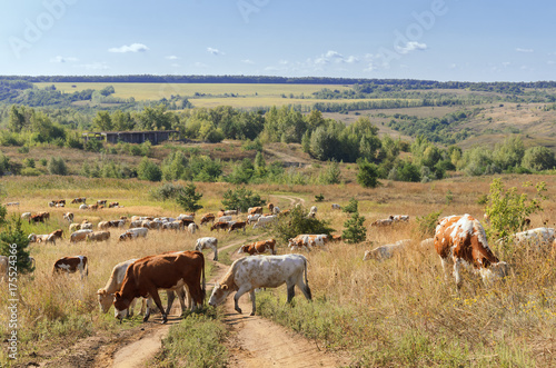 a herd of cows grazing in the pastures of the Voronezh region. Russia © Александр Водянович