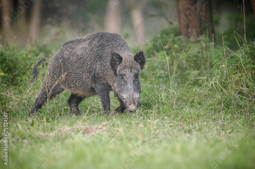 Male boar close to farmland on the edge of a forest