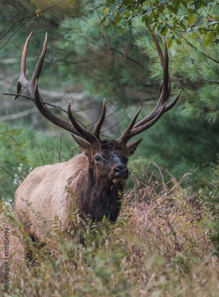 Fototapeta premium Bull Elk