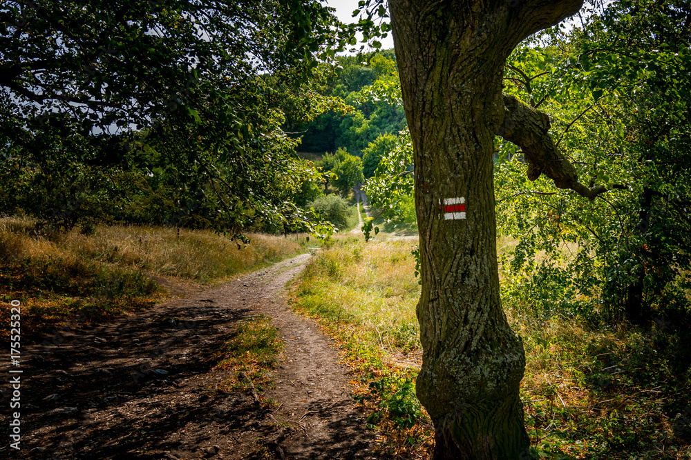 Obraz premium Tourist sign on tree near forest path, green grass, trees