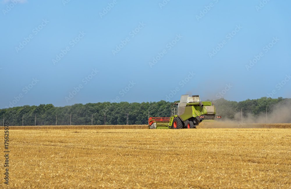 Obraz premium Combine harvester in action on wheat field.