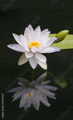  White Water Lily reflected