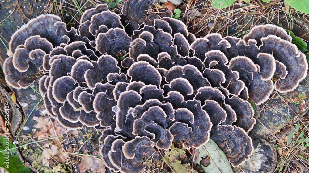Fototapeta premium Pattern formed by naturally growing Fungi attached to a tree stump UK