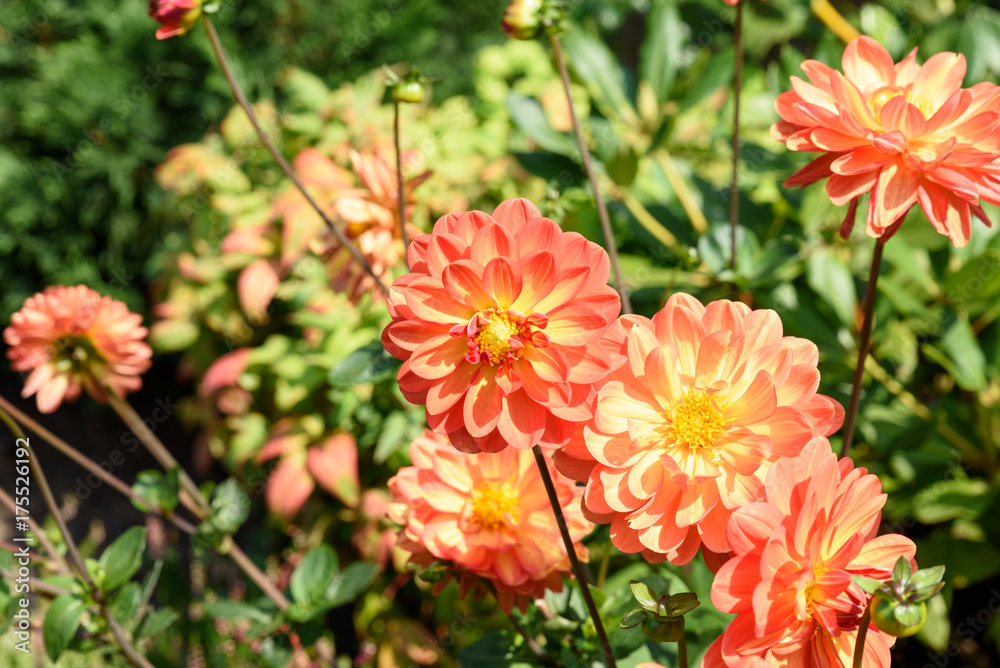 Orange Herbstdahlien im Garten Orange Herbstdahlien im Garten