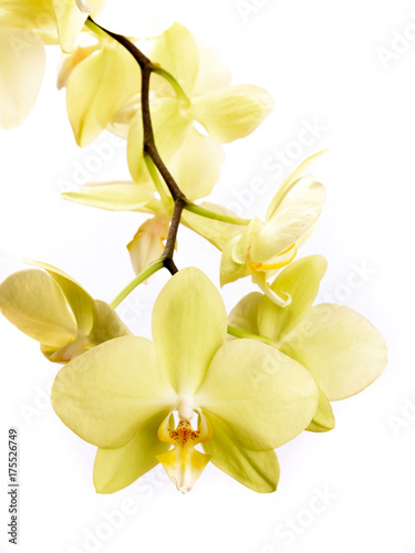 Gelbe Phalaenopsis Orchidee isoliert vor weißem Hintergrund