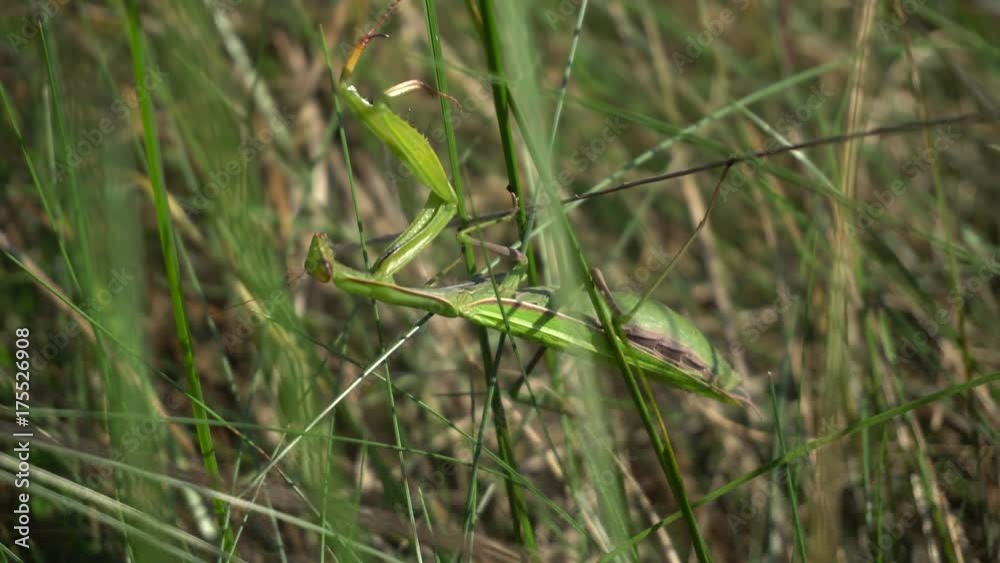 Praying Mantis In Grass Praying Mantis In Grass