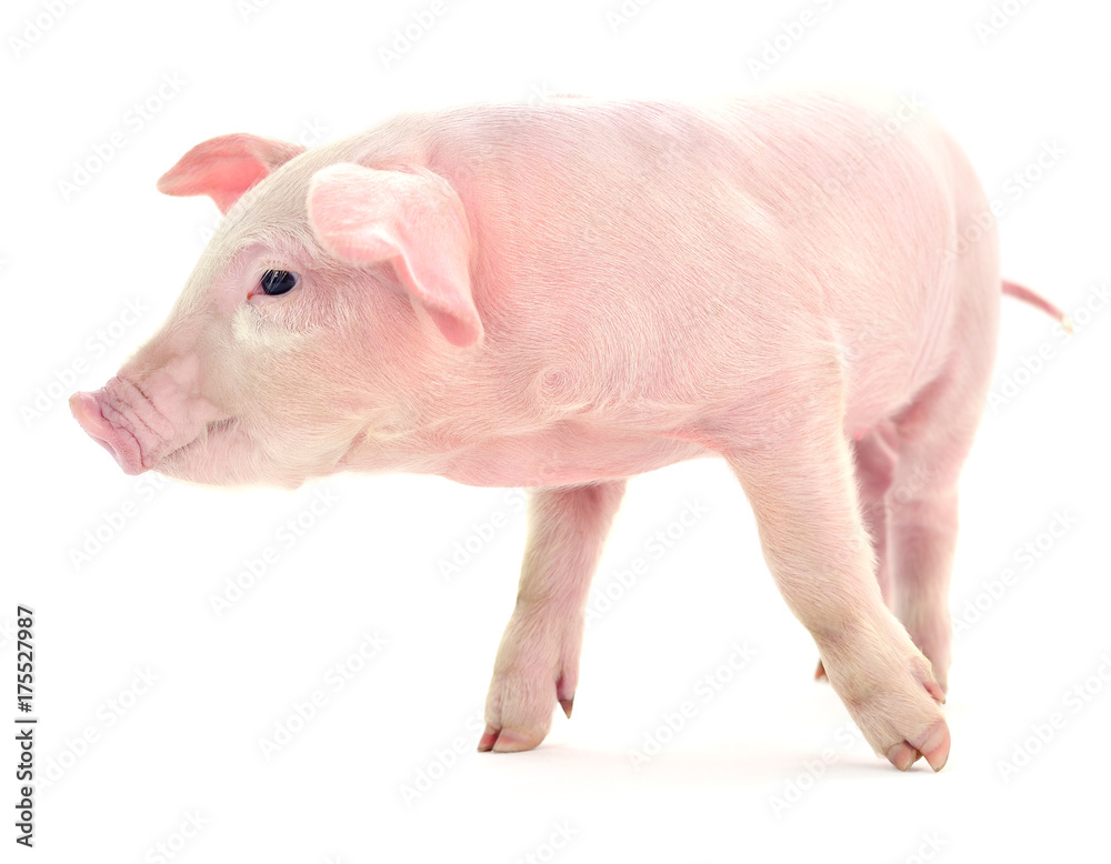 Pig on white. Pig on white.