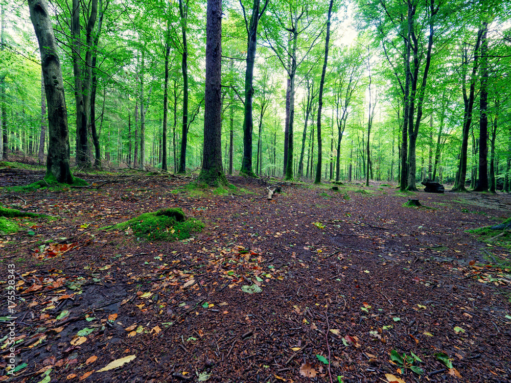 Early Autumn forest morning,Northern Ireland