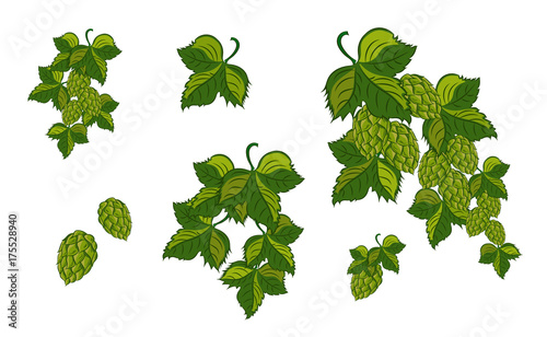 set; Garland of hops with leaves and cones, isolated. Vector illustration.