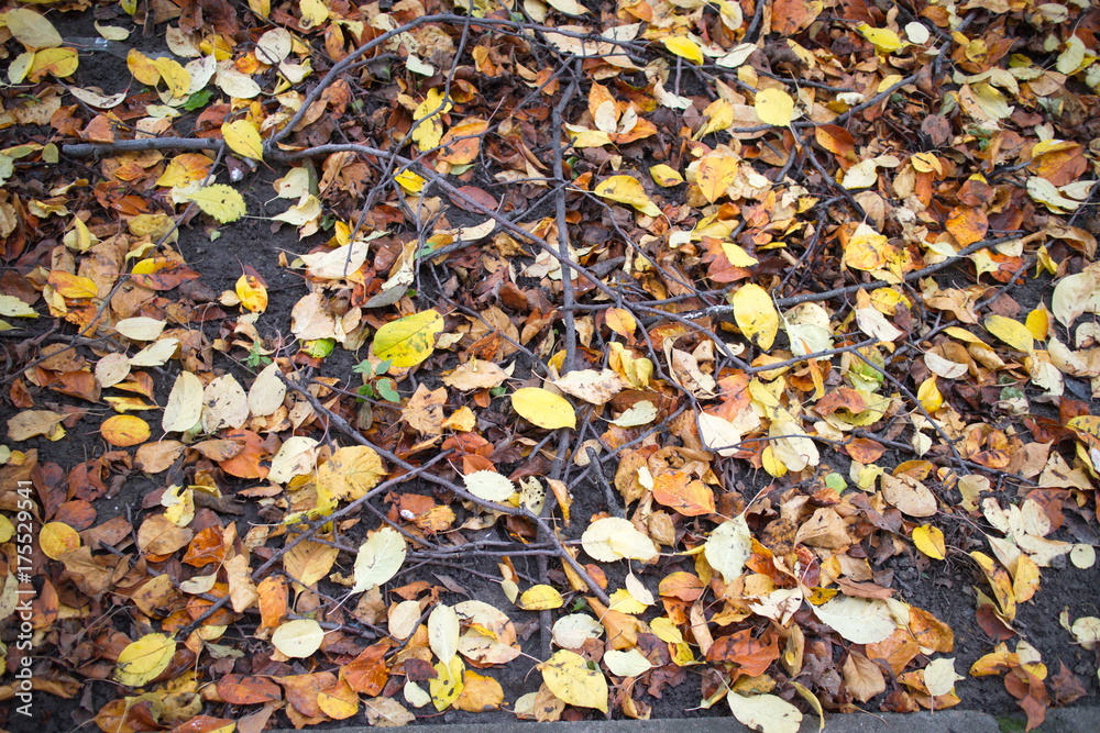 fallen leaves on the ground