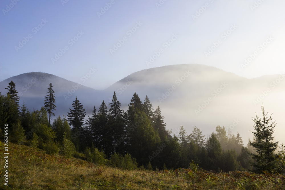 Fog in the mountains among the evergreen trees in the early morning background